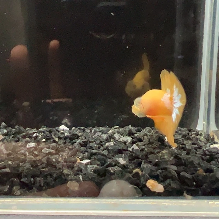 斗鱼一单包邮13日31