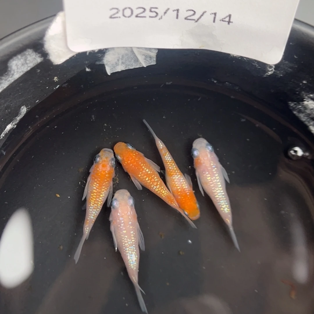 青鳉鱼206王华短五尾