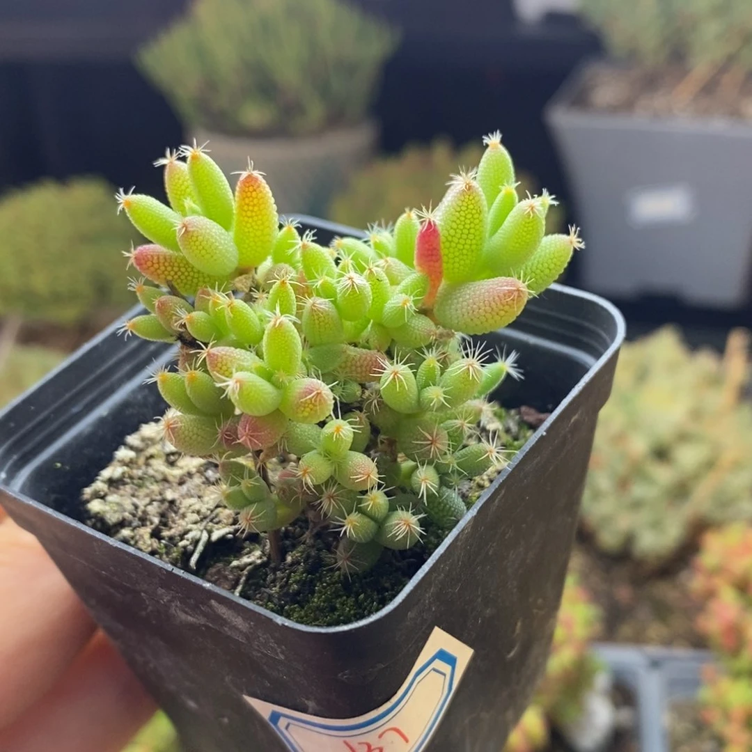 137号实生玉米枝干多肉