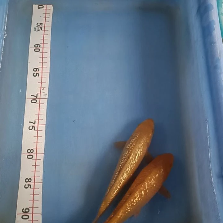 海水鱼顺丰包邮开箱包活2 3两条