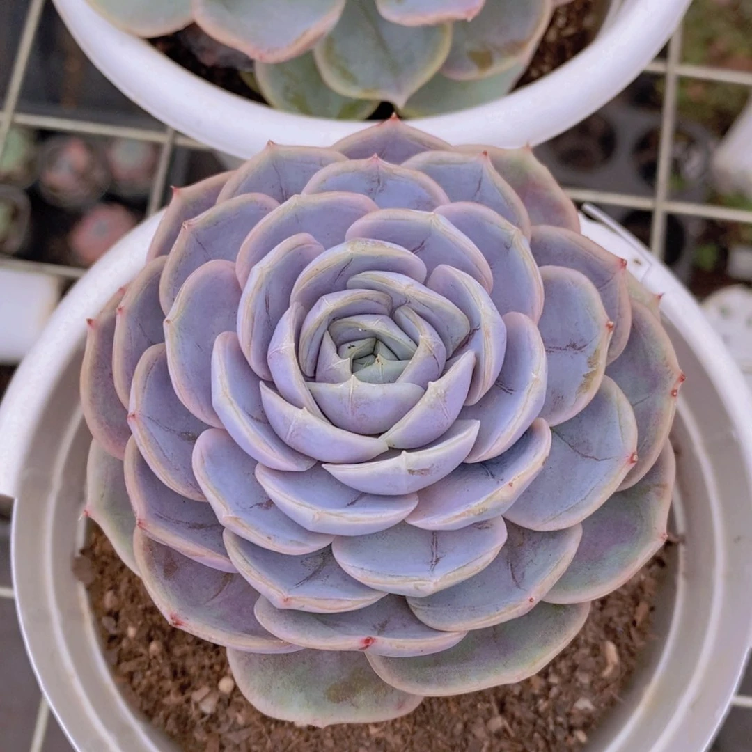 蓝色惊喜大单头老桩