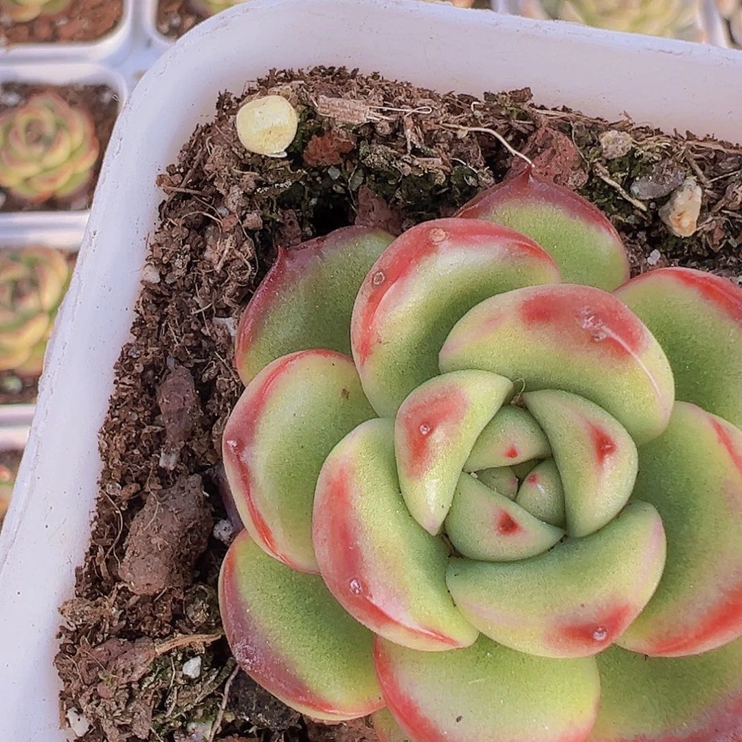 万宝龙19包邮多肉植物