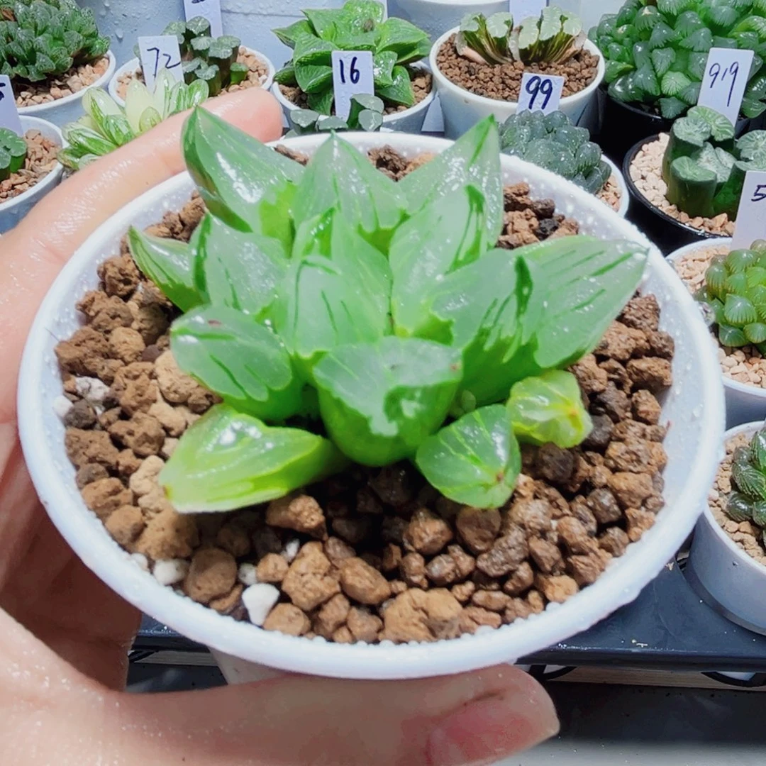 冰城寿多肉植物66666