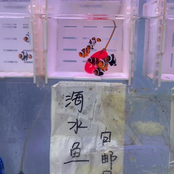 海水鱼精品混搭6条2-3