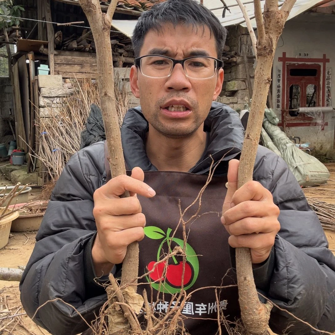 当前无花栽培后可以开花34