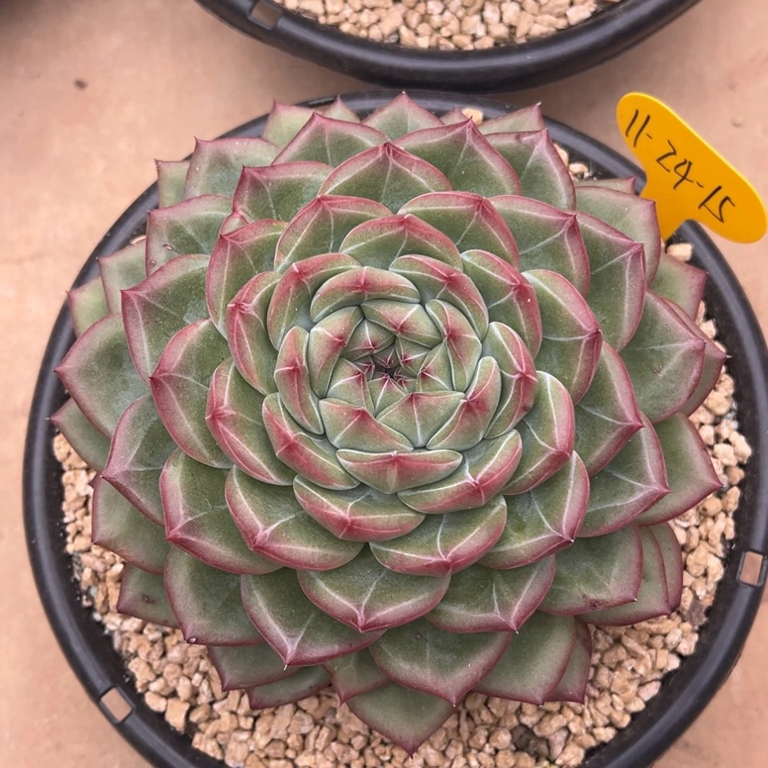 11-24-15新品美肉多肉植物