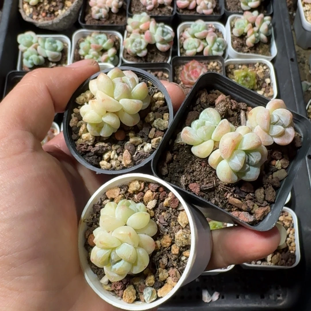 甜不辣一物一拍专拍