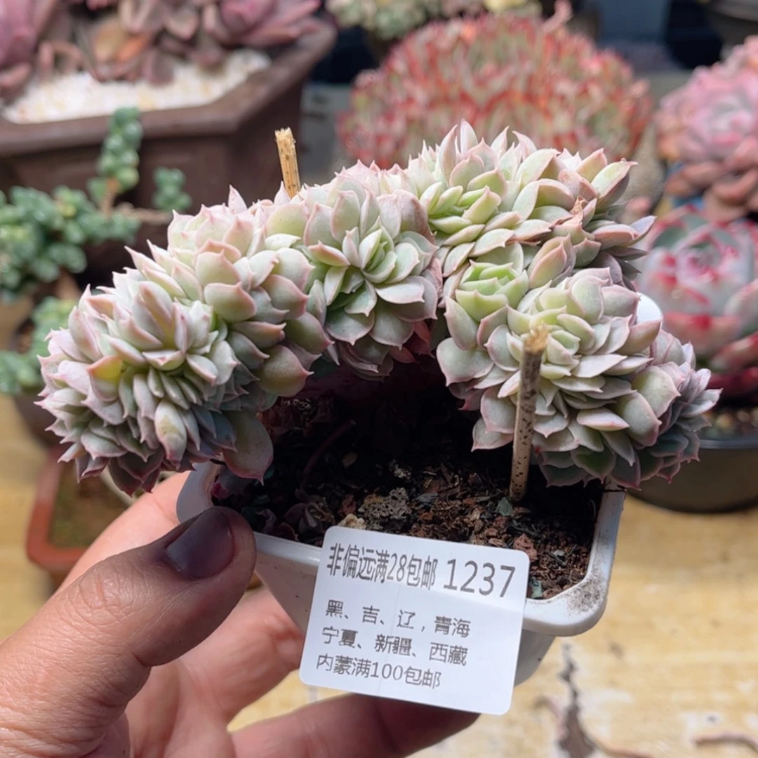 【闪购商品】1237昂斯诺兰