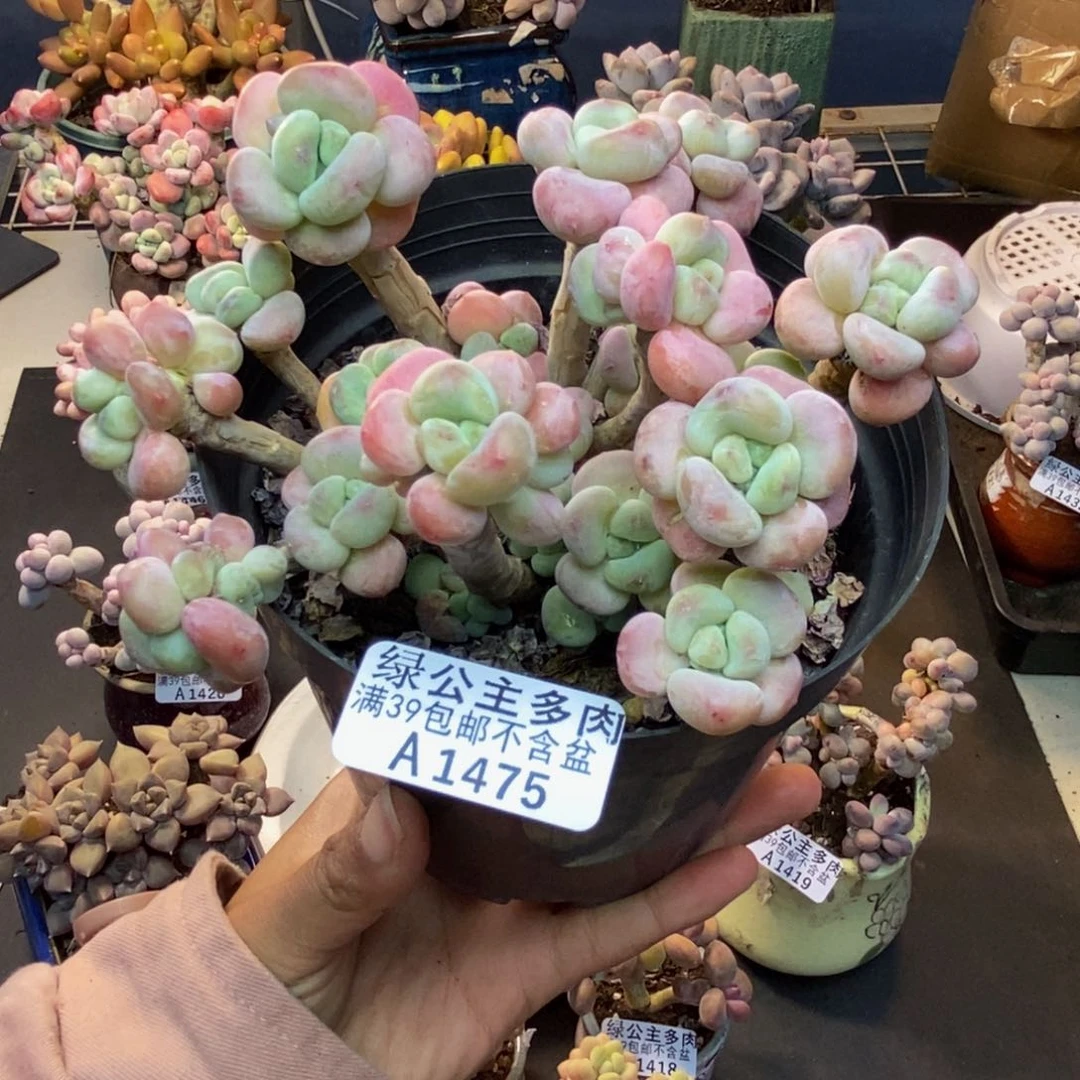 475腰子洛神多肉10c m