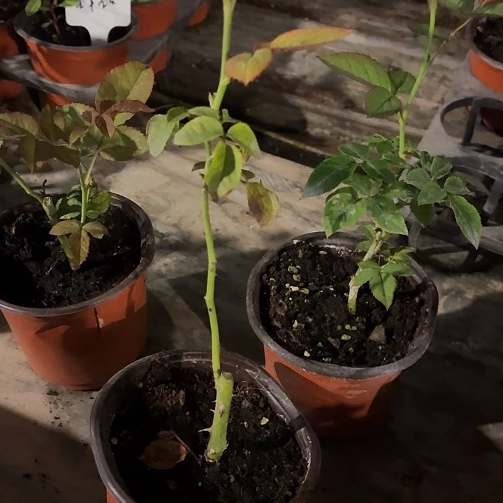 无花朵蒙特卡罗小苗