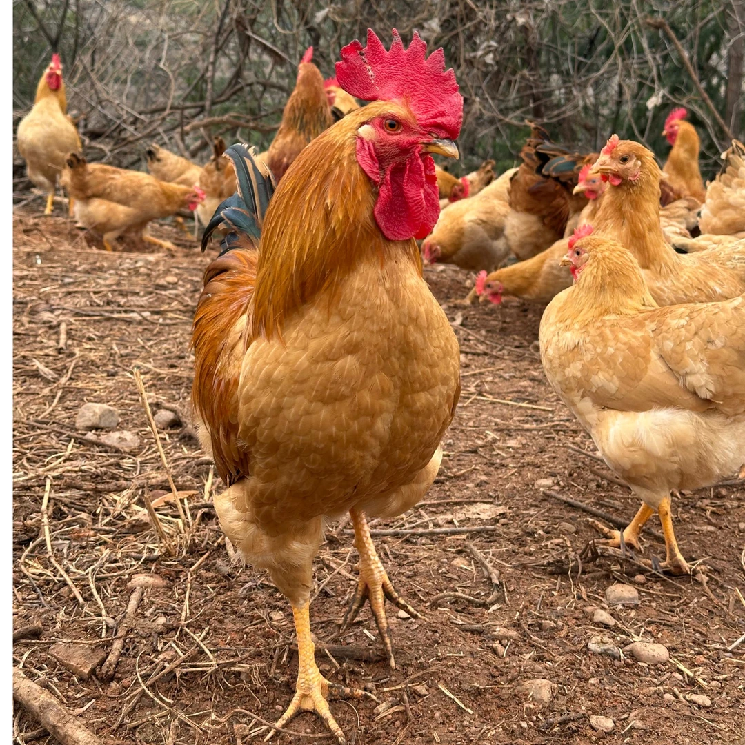 【宠物鸡】2只小公鸡 跑山鸡 走地鸡 京东/顺丰包邮