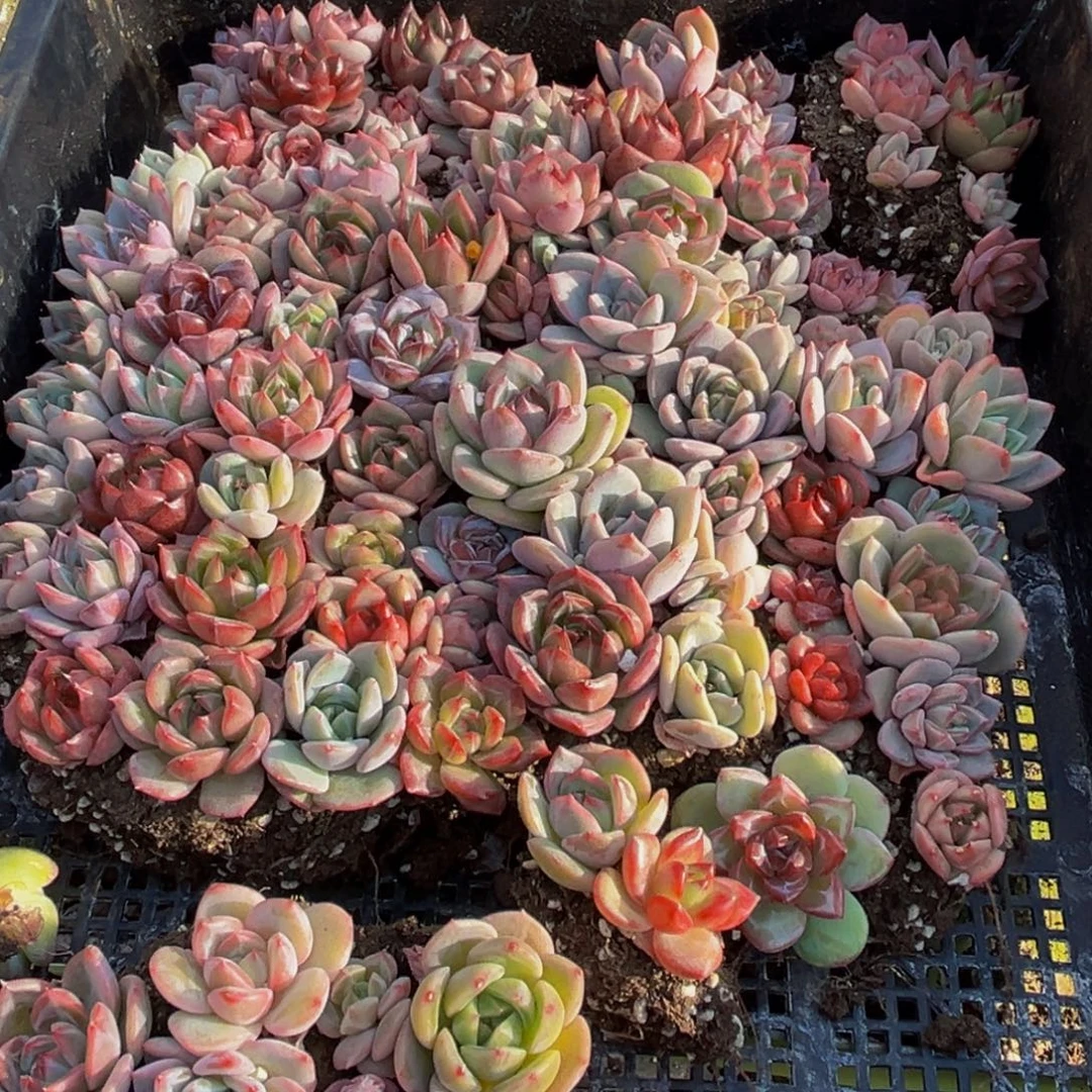 248多肉植物和各种