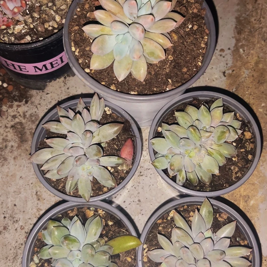 I***n桔云多肉美人精品系列