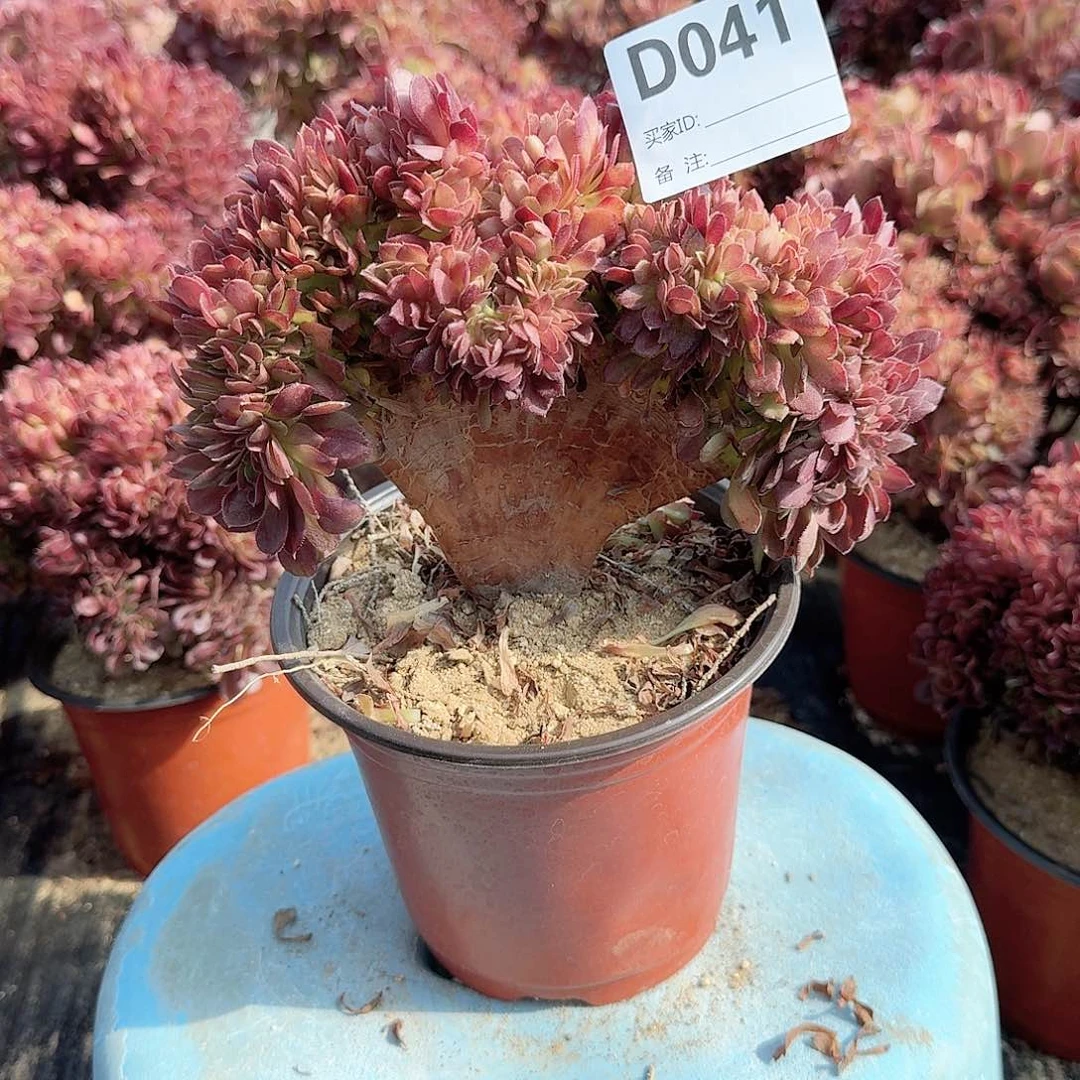 041万缀一颗满28包邮有伤