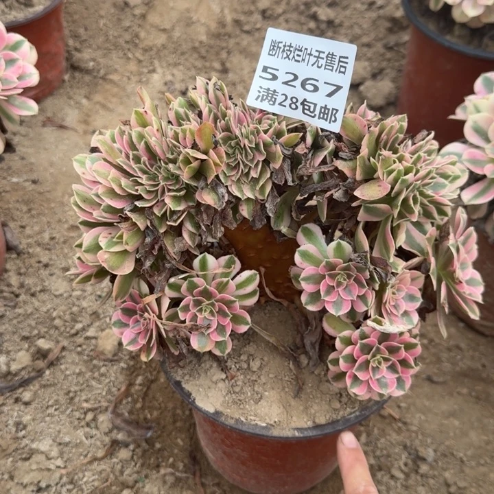 5267二号棚女巫缀D