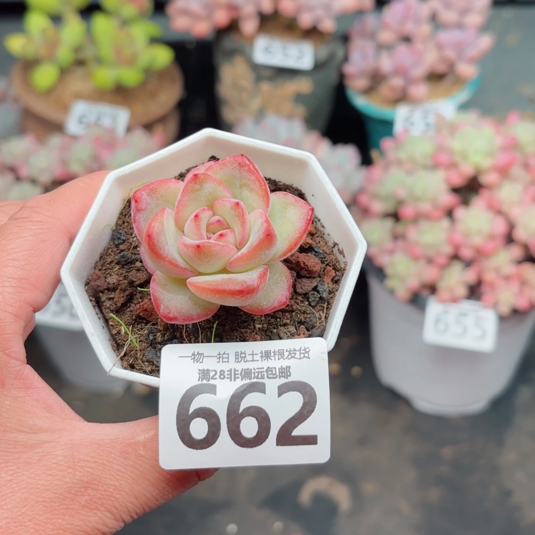 泡芙单头无盆土发货