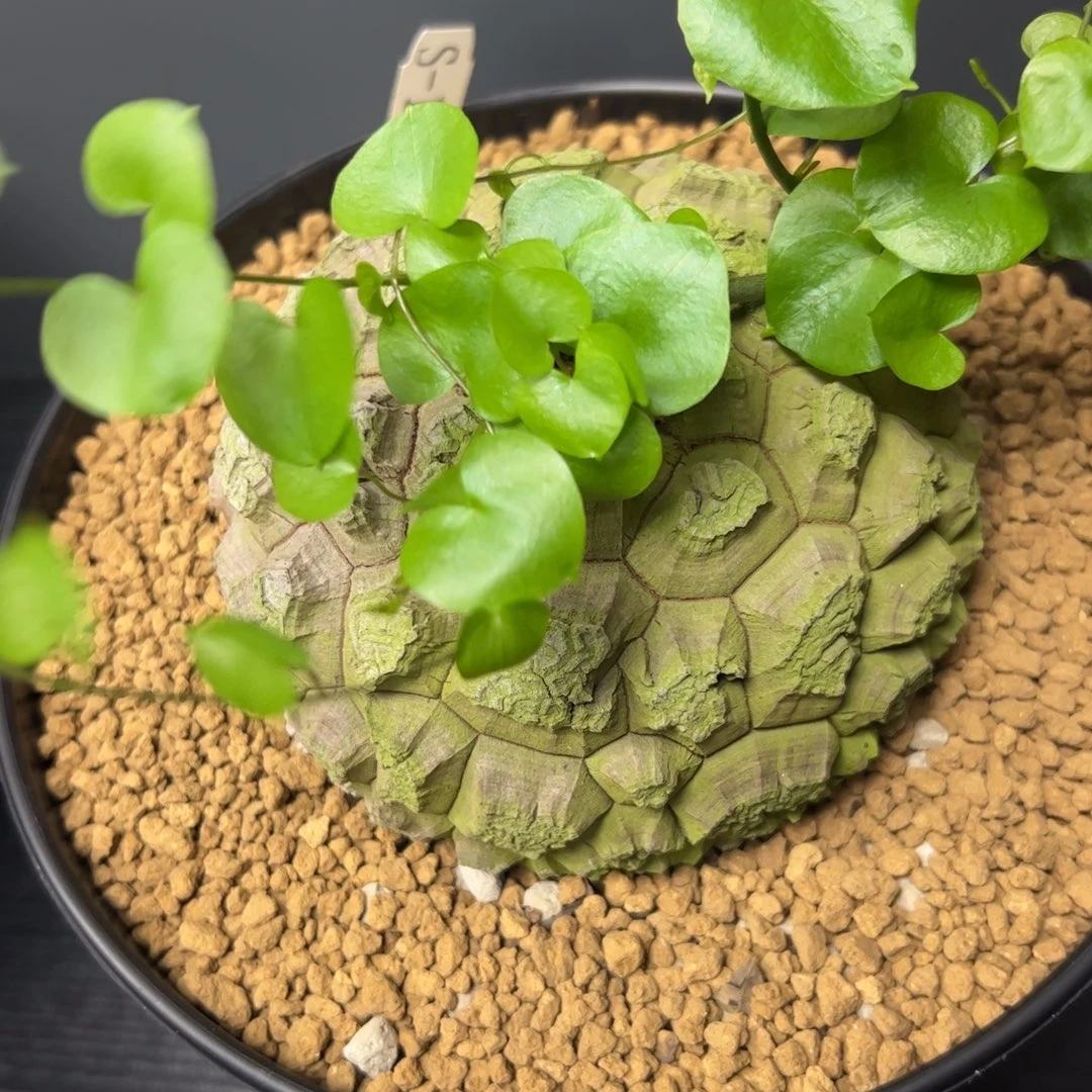 精品盆栽养定的龟甲龙1538号