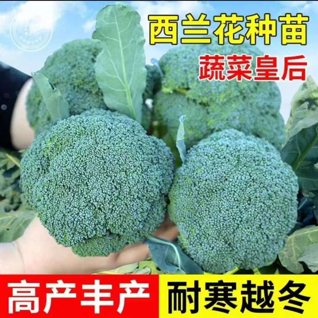 耐寒高产西兰花苗四季可种的精品蔬菜苗庭院种植