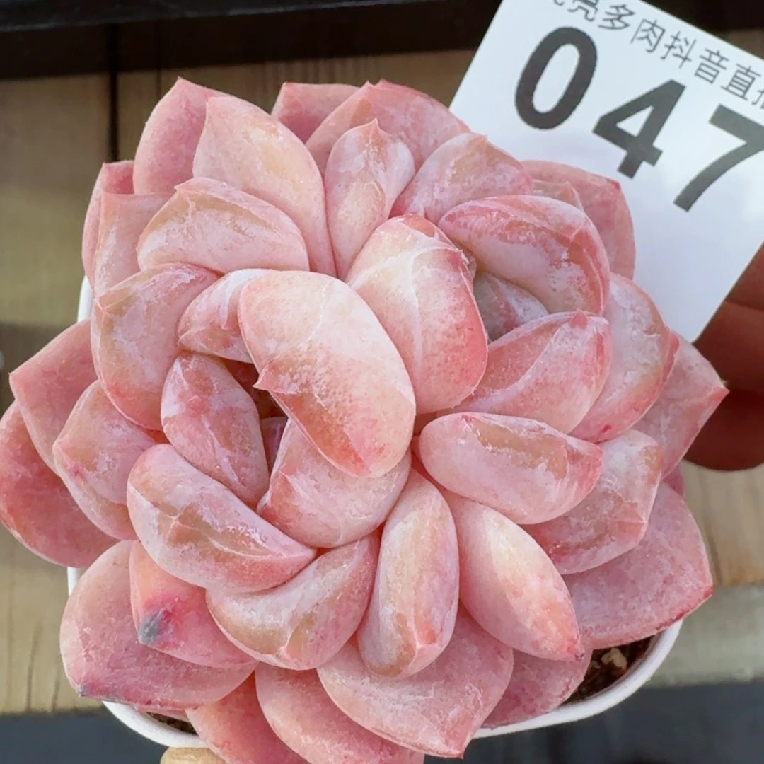 双心冰魄         精品多肉