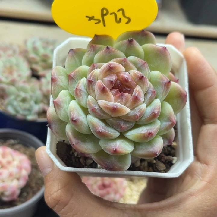 k***n巧克力冰魄寄养5923