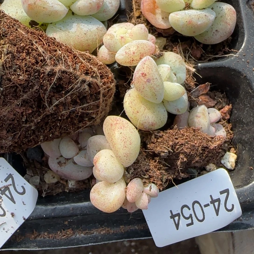 莫***空小卡拉米糖心一物一拍