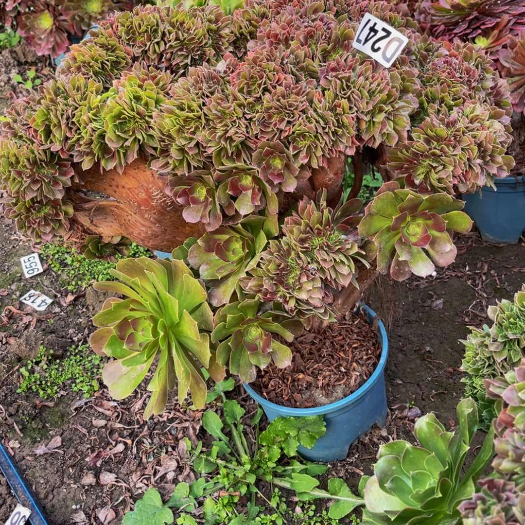 玫瑰法师26/35包邮