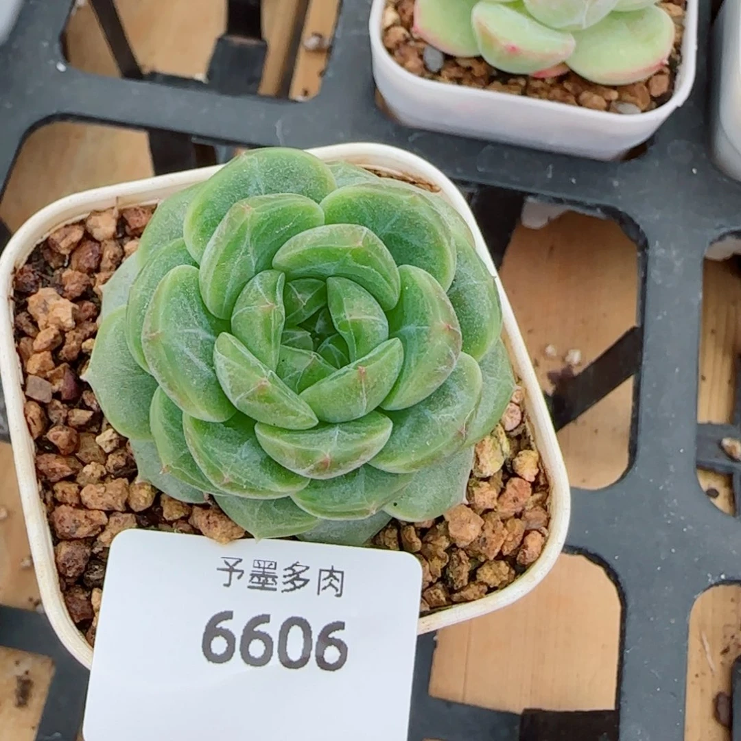 绿体甜心，6606多肉植物