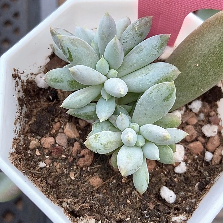多肉植物哥特萝莉2099