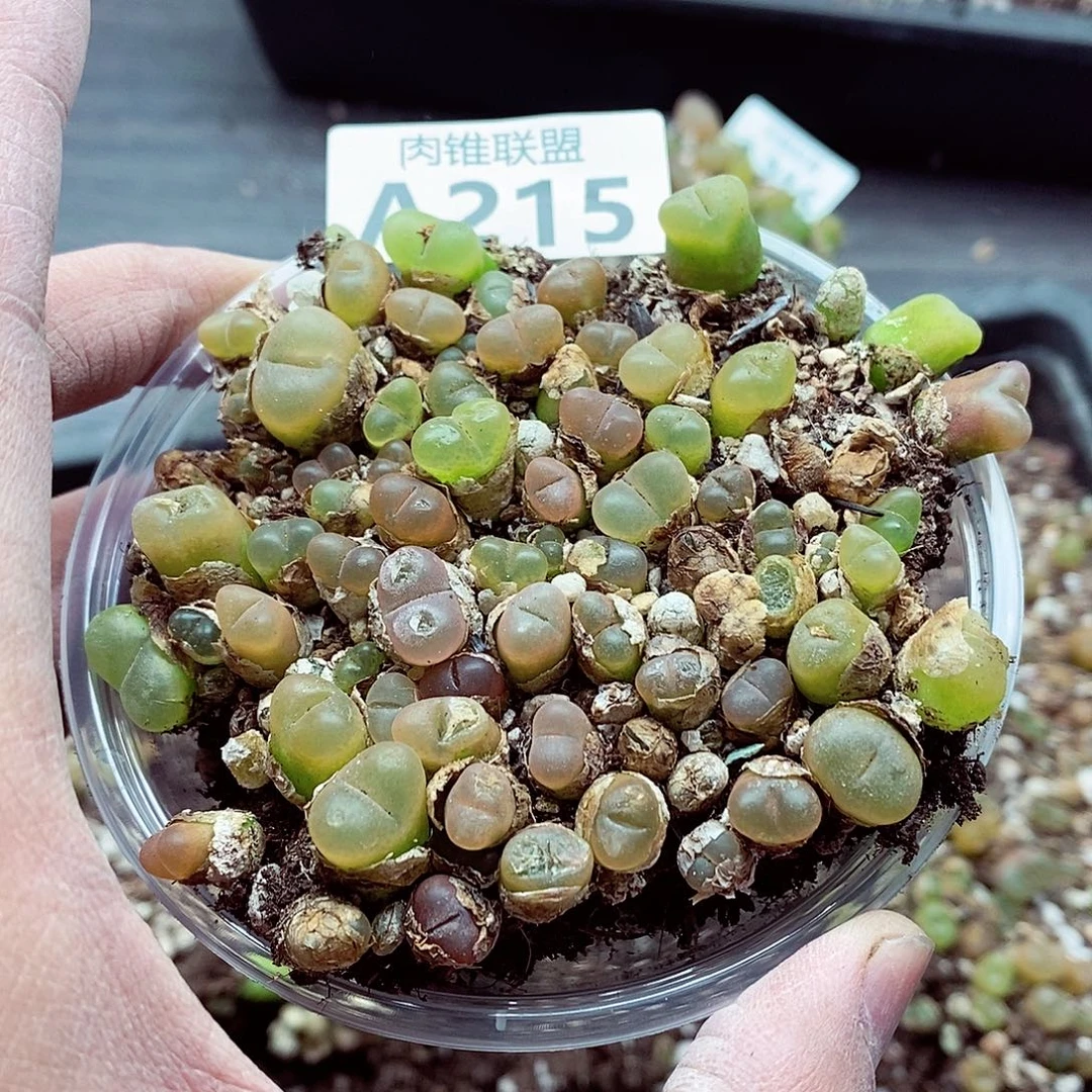 夜***215毛毛呃呃呃呃呃呃呃呃呃呃呃呃