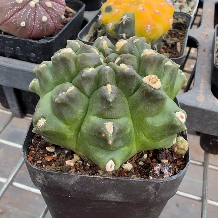 绿宝石石化5仙人球