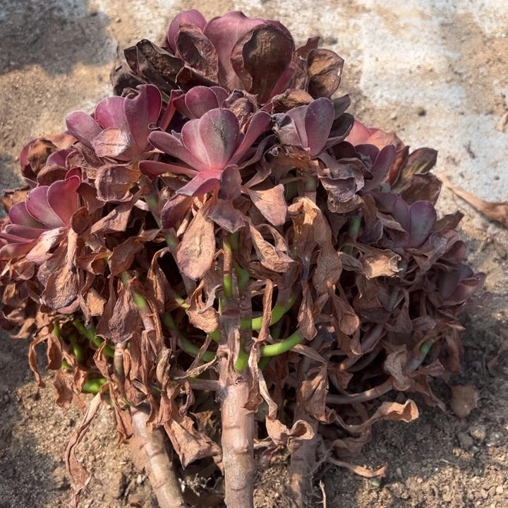 魅金玫瑰三颗组多肉植物量