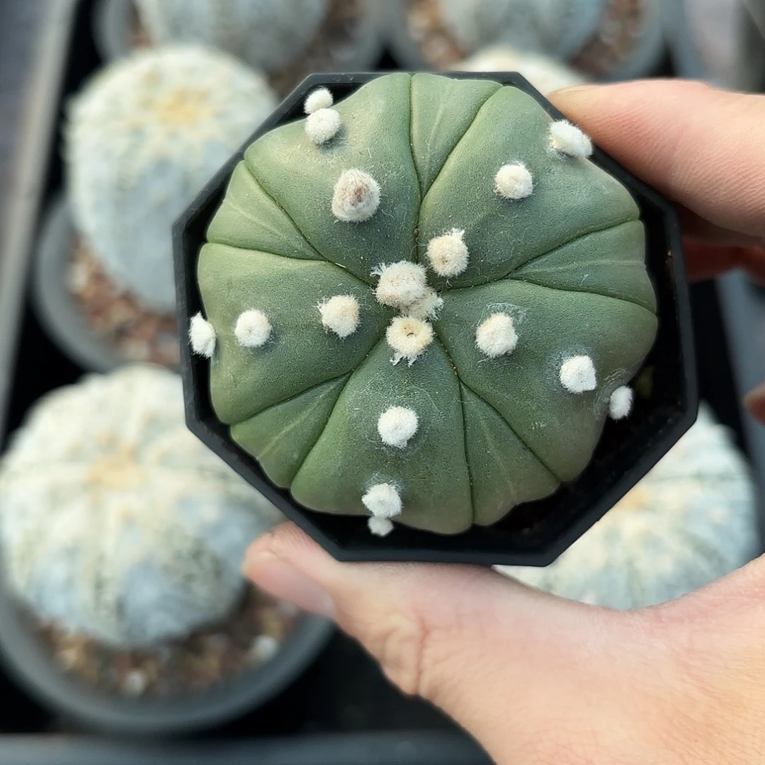 脱土发，保健康，一物一拍