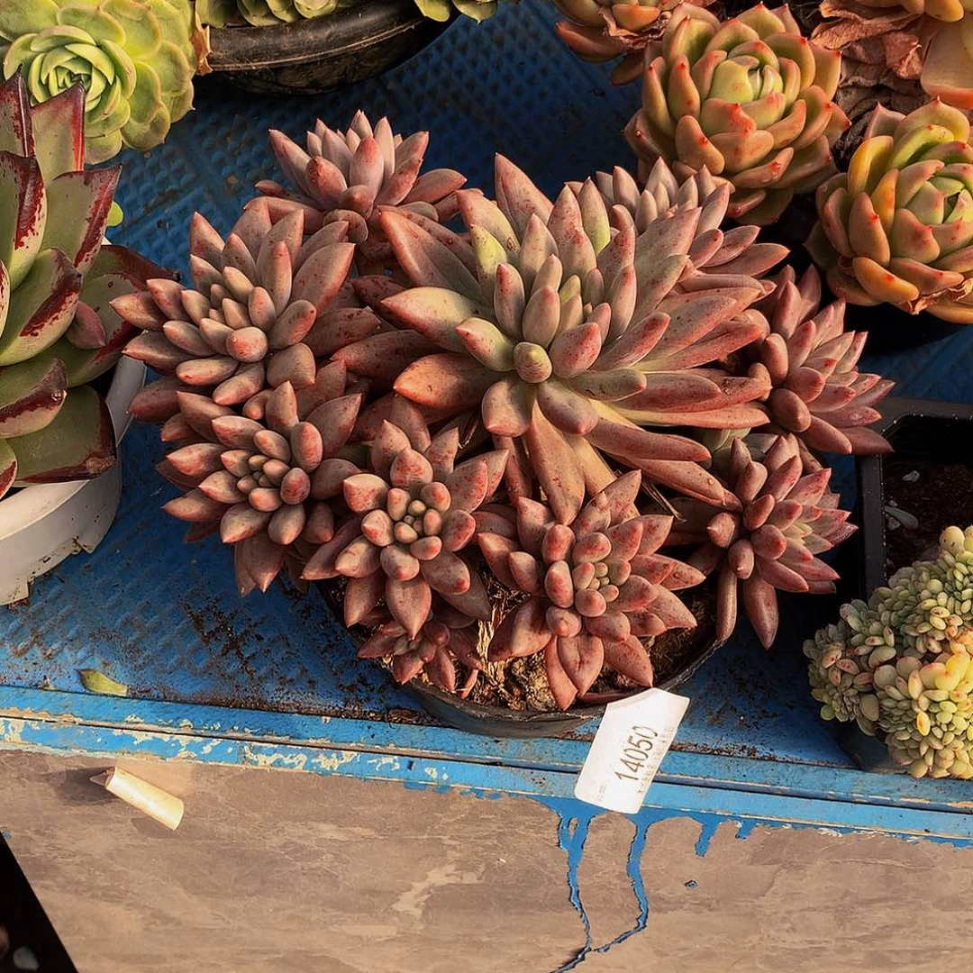 ৡ***࿐        水晶球多肉14050