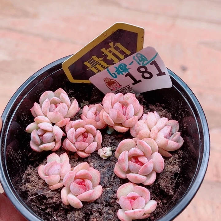 多肉植物多肉植物