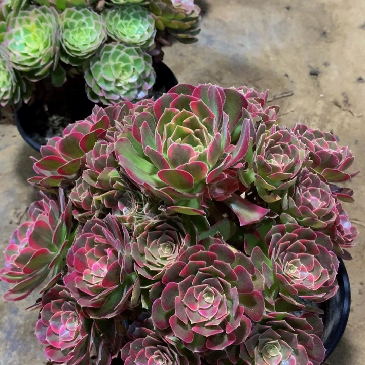 无花朵安娜00000000