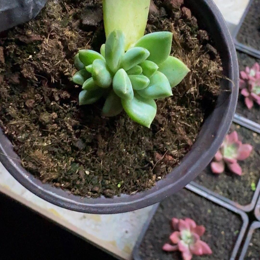 韦斯特曼小苗一物一拍