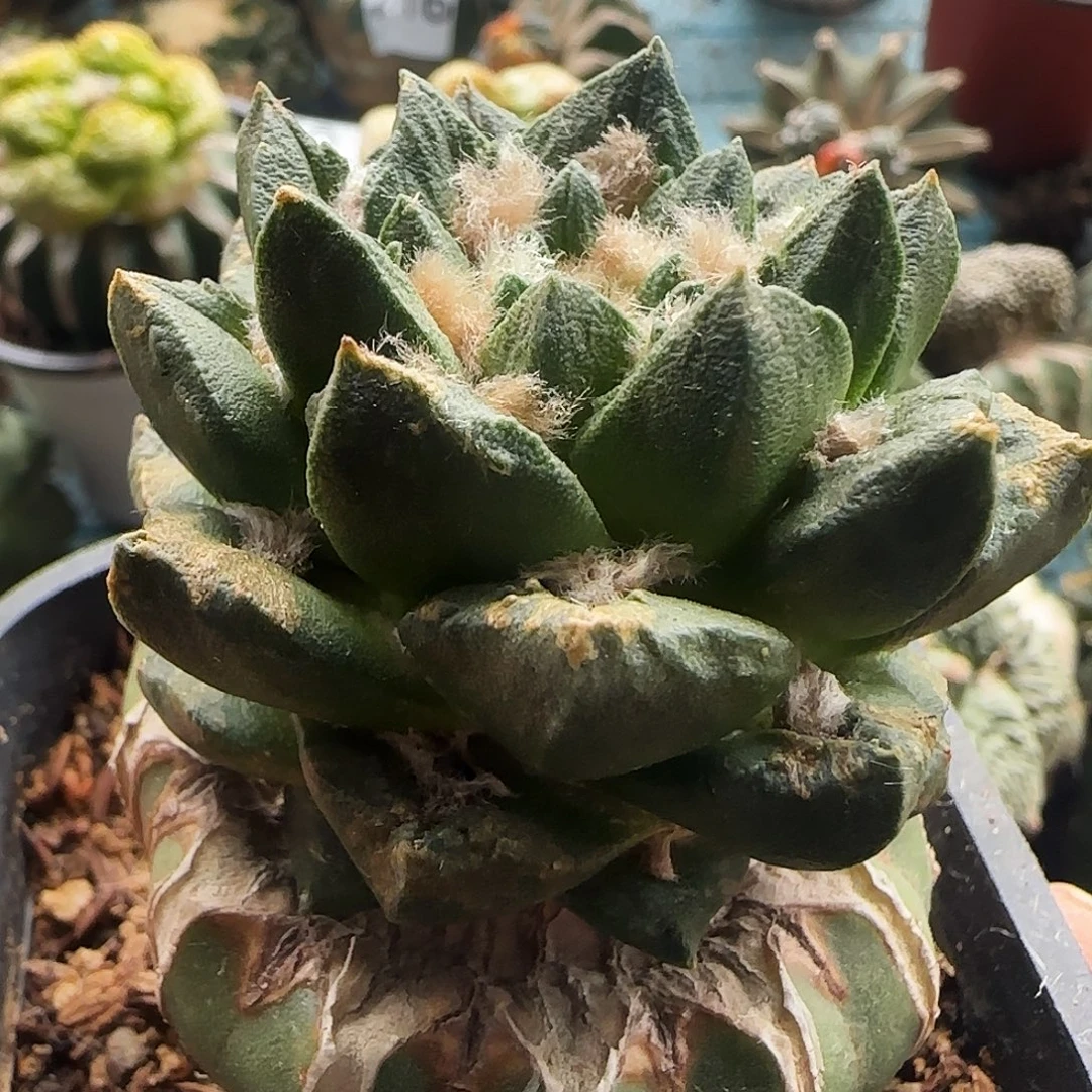 龙角牡丹976仙人球开花