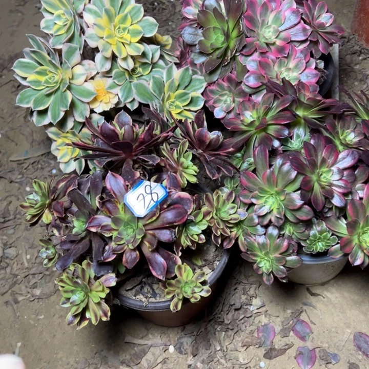 知****多肉植物砍过断线不包28