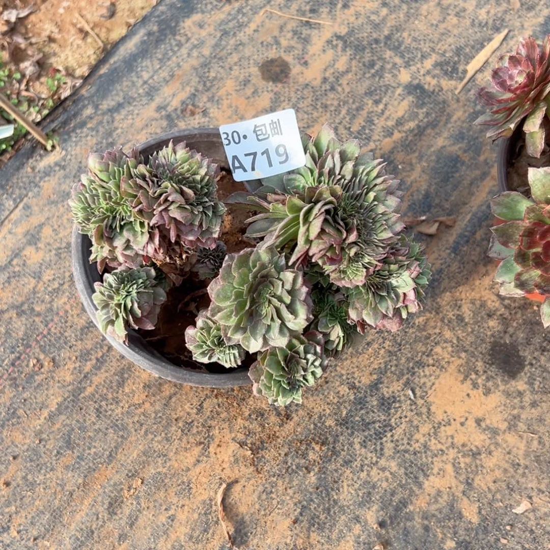 719 多肉侧枝不包