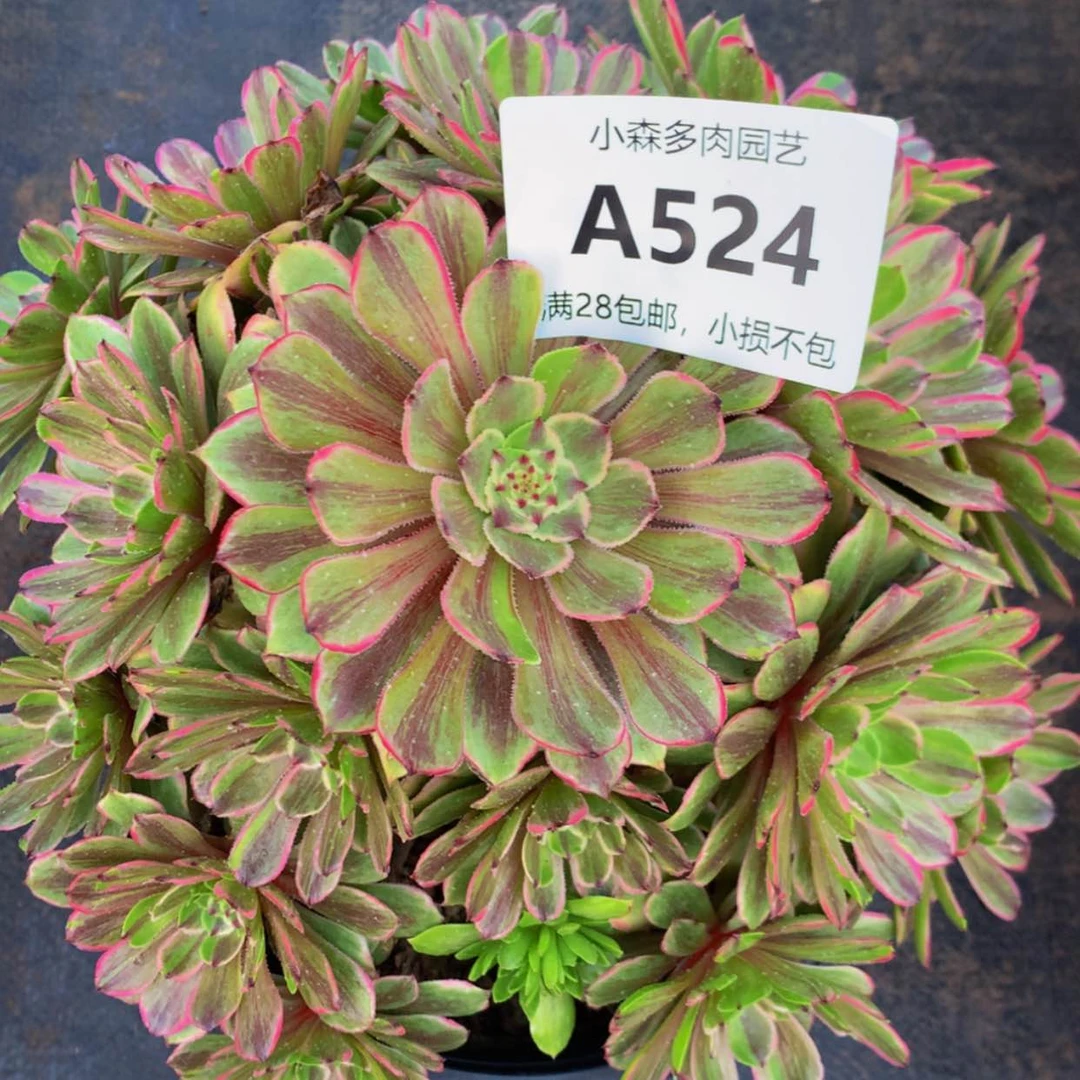 【闪购商品】淮****房524花脸多肉