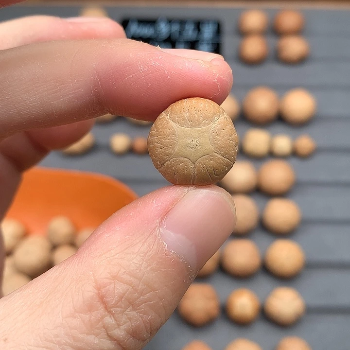 吊坠凤眼菩提18+五星，非质量问题开孔不退