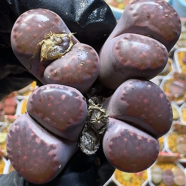 生石花1111222。 两对。  127