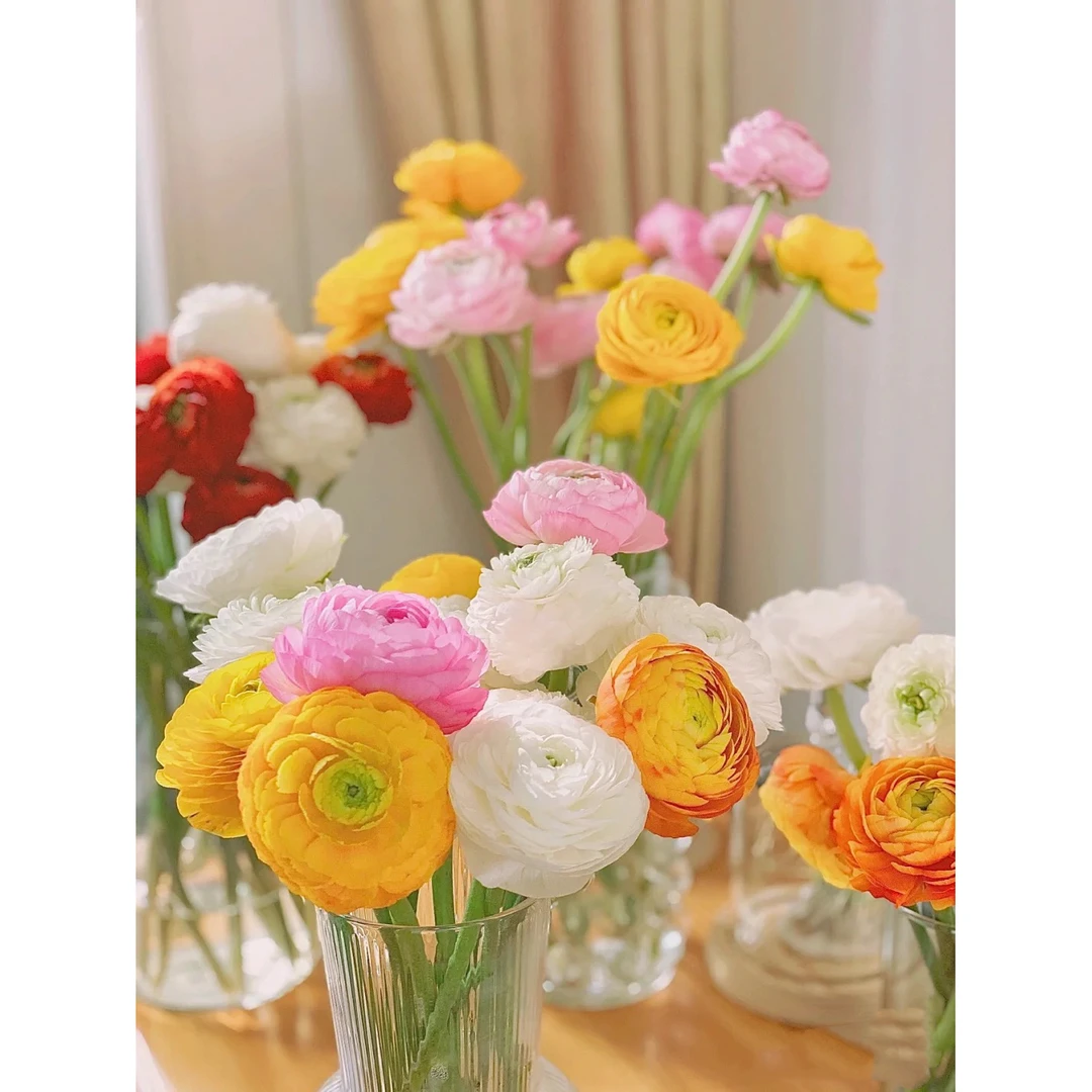 套餐65 混色短杆洋牡丹一把+混色单瓣紫罗兰一把