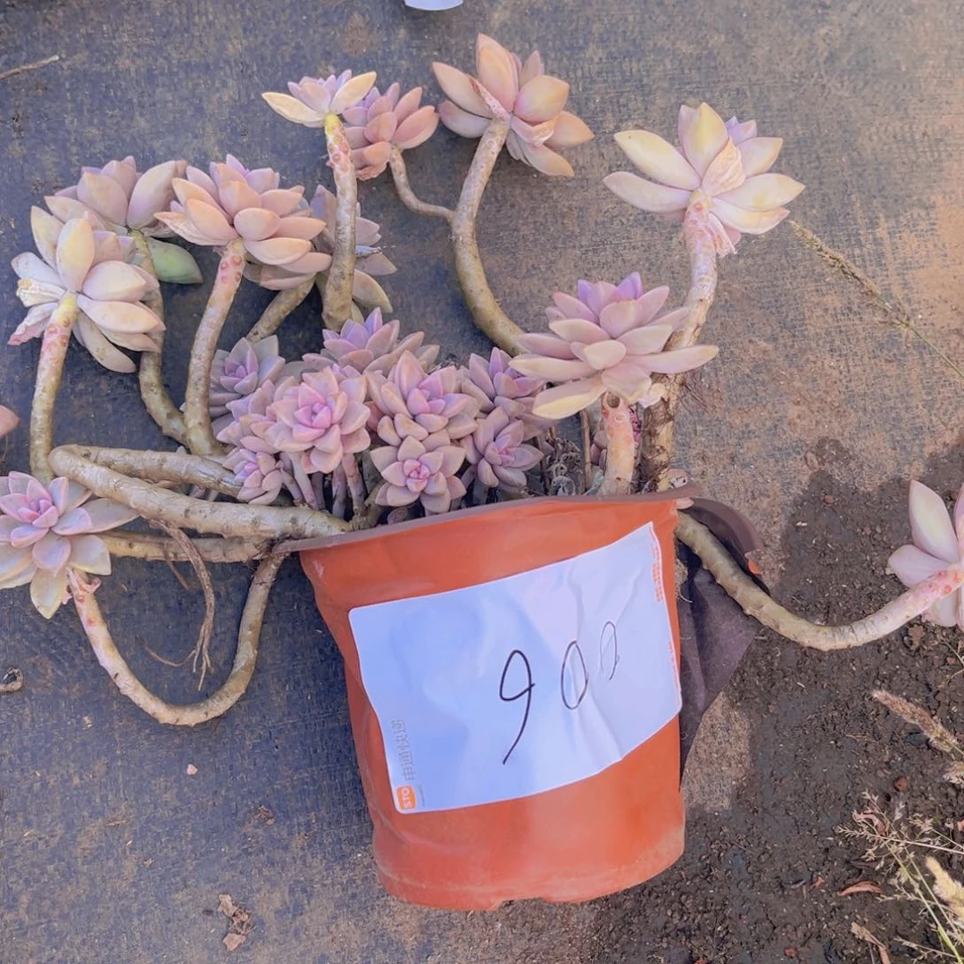 ?*淡雪006一物一拍