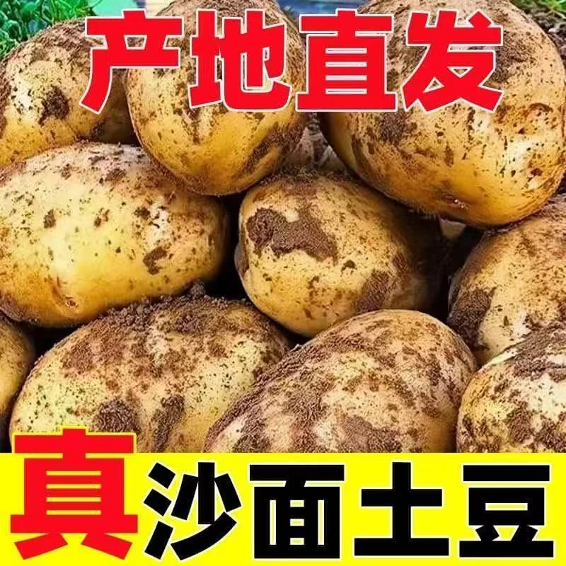 2025现挖黄皮黄心农家老土豆沙土种植马铃薯洋芋粉面糯非甘肃恩施