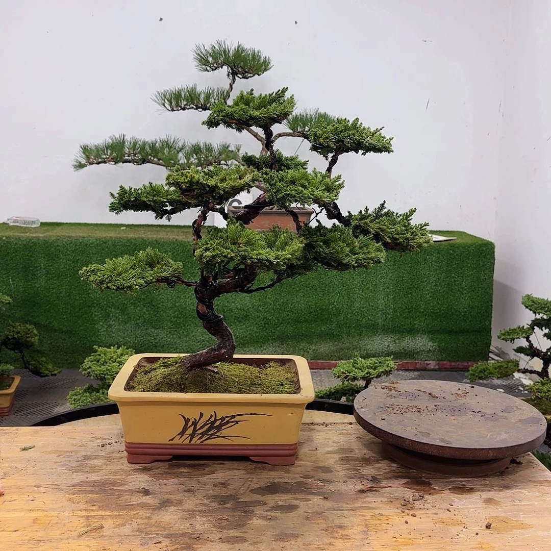 硕**业盆景盆景盆景盆景不带盆