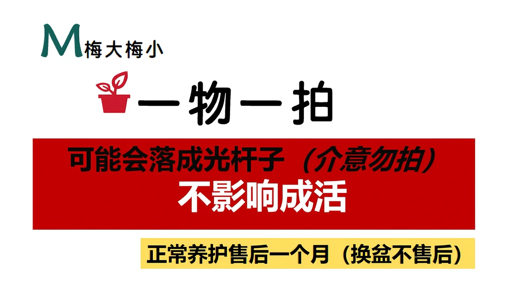 彩色三角梅小盆（一物一拍，落花落叶、少量折枝不售后）