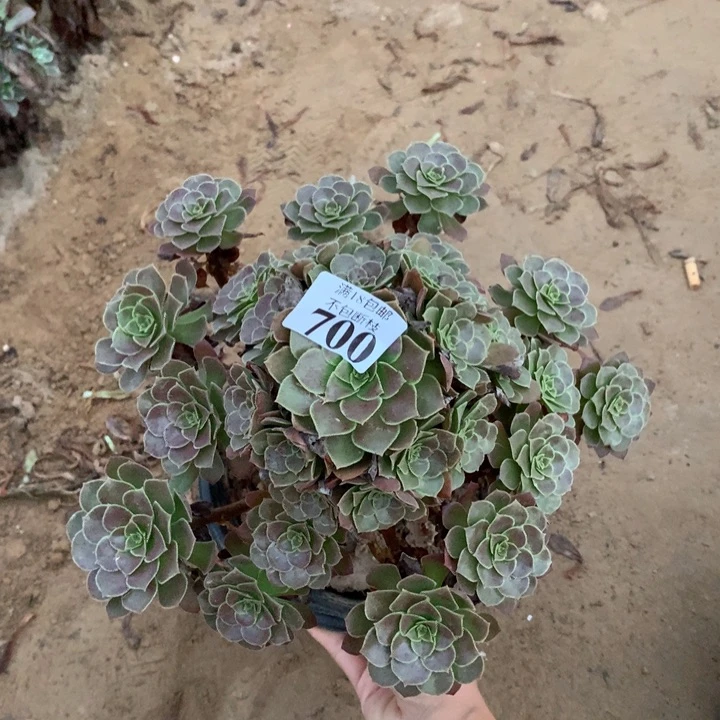 700荷兰玫瑰手捧4号