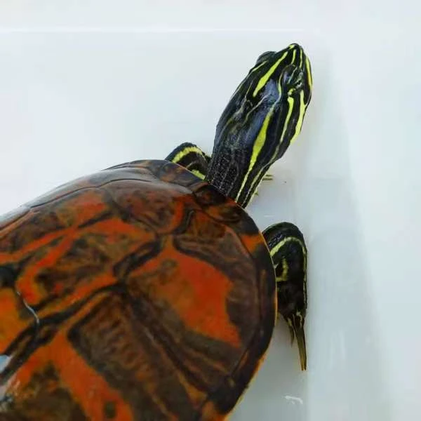 活体观赏龟深水宠物龟