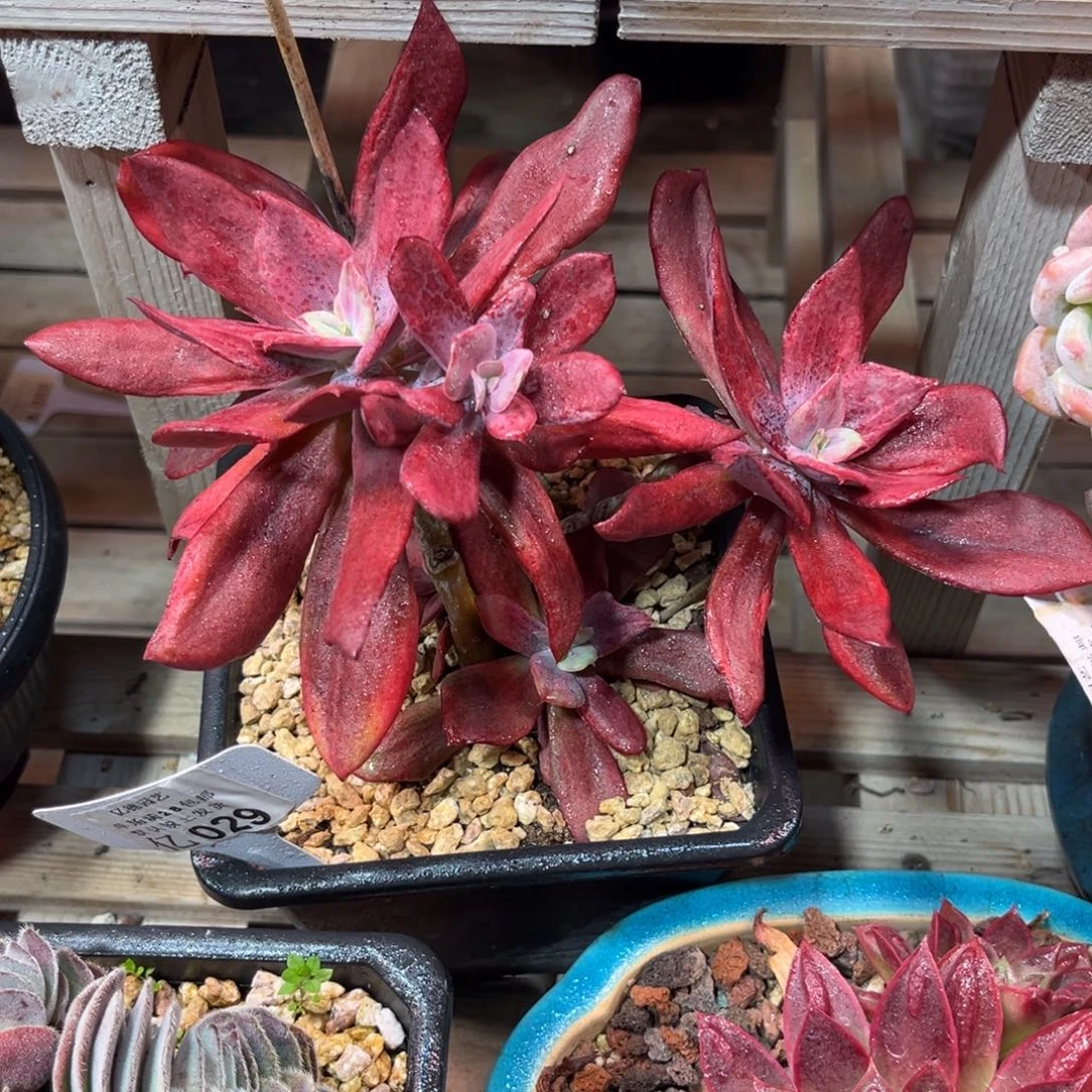 钻石锦多肉植物duinvn